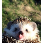 My friends group hedgehogs are the best