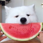 dev team for games