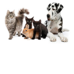 Pets Hotel