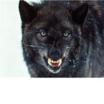 Anime Wolf Lovers ^.^