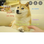 Doge group Bork:D