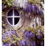 +_Wisteria_+