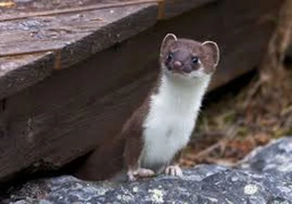 Weasel Community Roblox group icon
