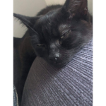 Tinymycat_810