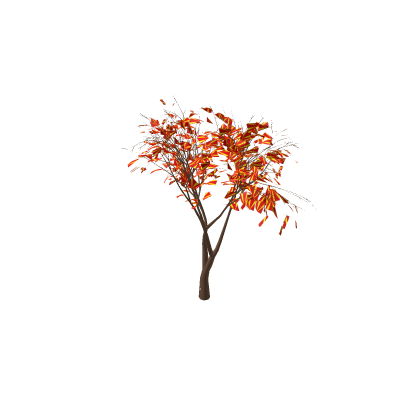 macedonia tree