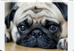 pug group :>