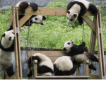 Panda Day Care