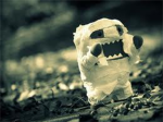 oO DOMO NINJAS Oo