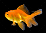 The Fish Gang!