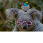 Koala and bunny!