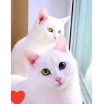 TAHREEM661