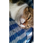 Guys it's a cat