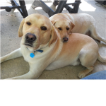 dog likers