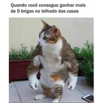 Tropa do gato bombado