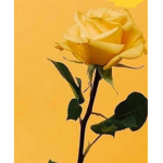 Yellow Rose<3
