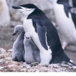 pingu momz
