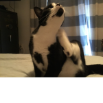 My cat mango