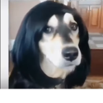 Animal in suits