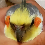 -birb cult-