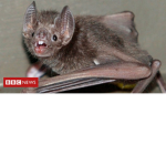 Batty official group
