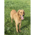 { Hopeful honey Rescue Sanctuary }