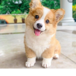 Corgi-king