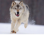 WolfCraft Games
