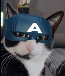 The Cats Assembled