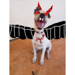 EVIL CHARLIE