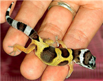 GECKO club