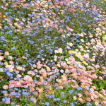 |~The Flower Patch~|
