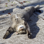 sleptt