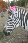 <+*•zebras•*+>