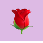 Noorasy's rose's .