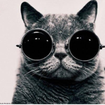 Team Kitty cats forever