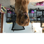Doggyo games