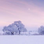 ~The_Winter_Wonderland~