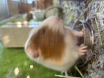 the guineas pigs