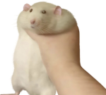 *§ le rat kingdom §*