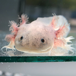 cool axolotls:)