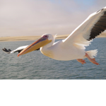 Pelikanowie