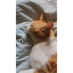Emilia‘s Katzen