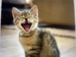 Catnationn