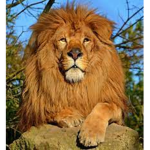The Big rawr