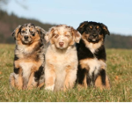 Robuxpuppy