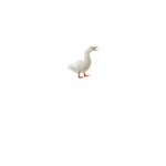 Supwa Ducks!!!