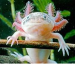 The Axolotl Nation!