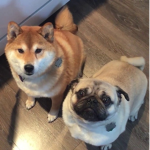 1FriendlyDoge LLC