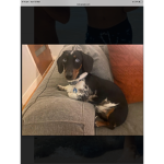 Sausage dog ######