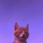 cute society